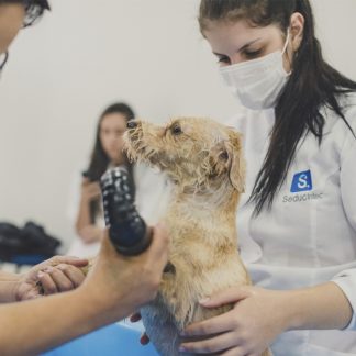 CURSO ON-LINE DE BANHO DE TOSA