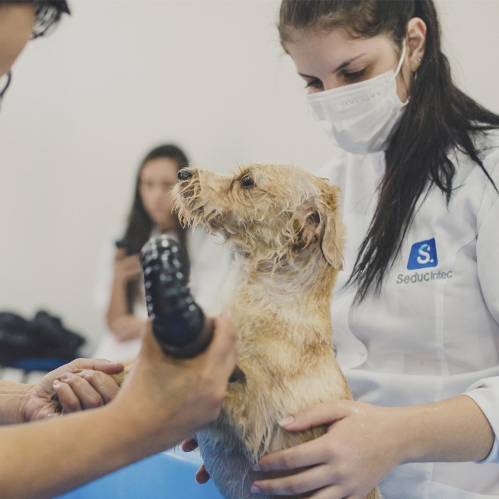 CURSO ON-LINE DE BANHO DE TOSA